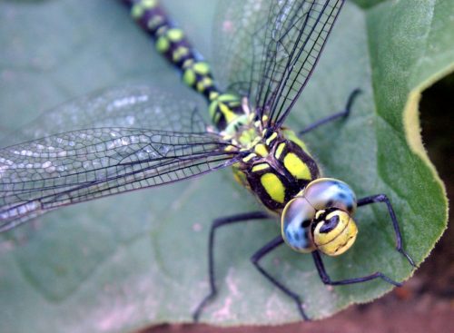 Nahaufnahme einer blaugrünen Mosaikjungfer