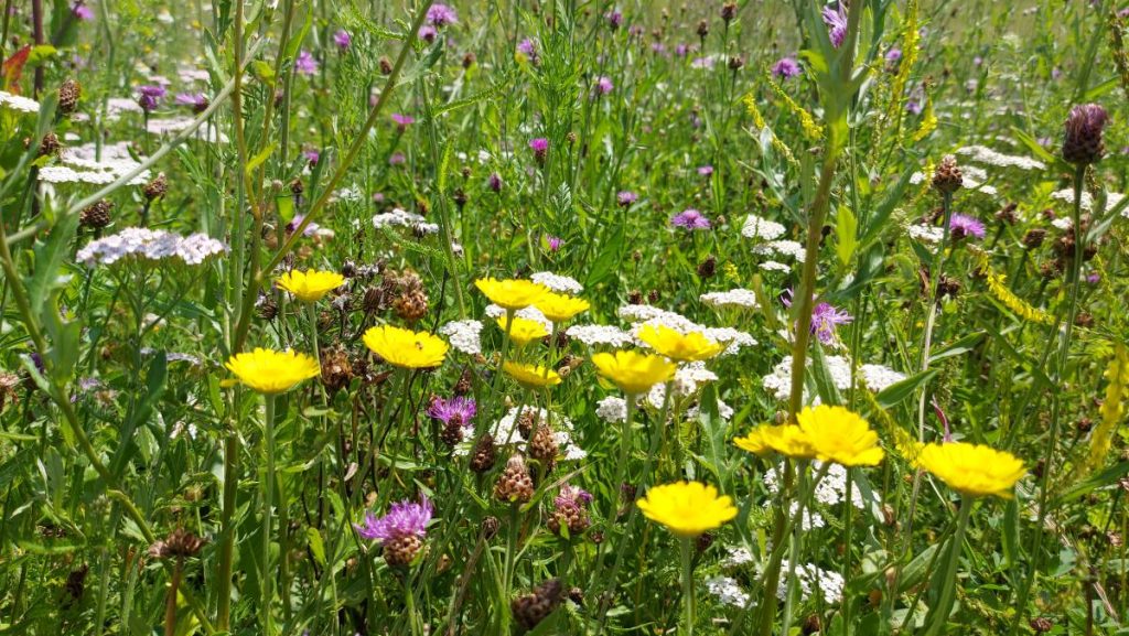 Blühende Wiese mit heimischen Arten mit bunten gelben, lila und weißen Blüten