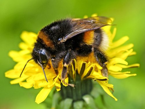 Erdhummel auf einer gelben Blüte, feine Pollen kleben an ihrem Körper