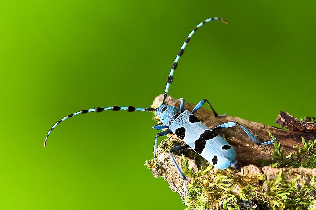 blauer Alpenbock-Käfer mit schwarzen Flecken sitzt auf einem bemoosten Ast