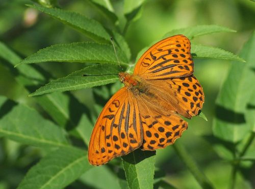 Kaisermantel im Sonnenschein auf einem Blatt