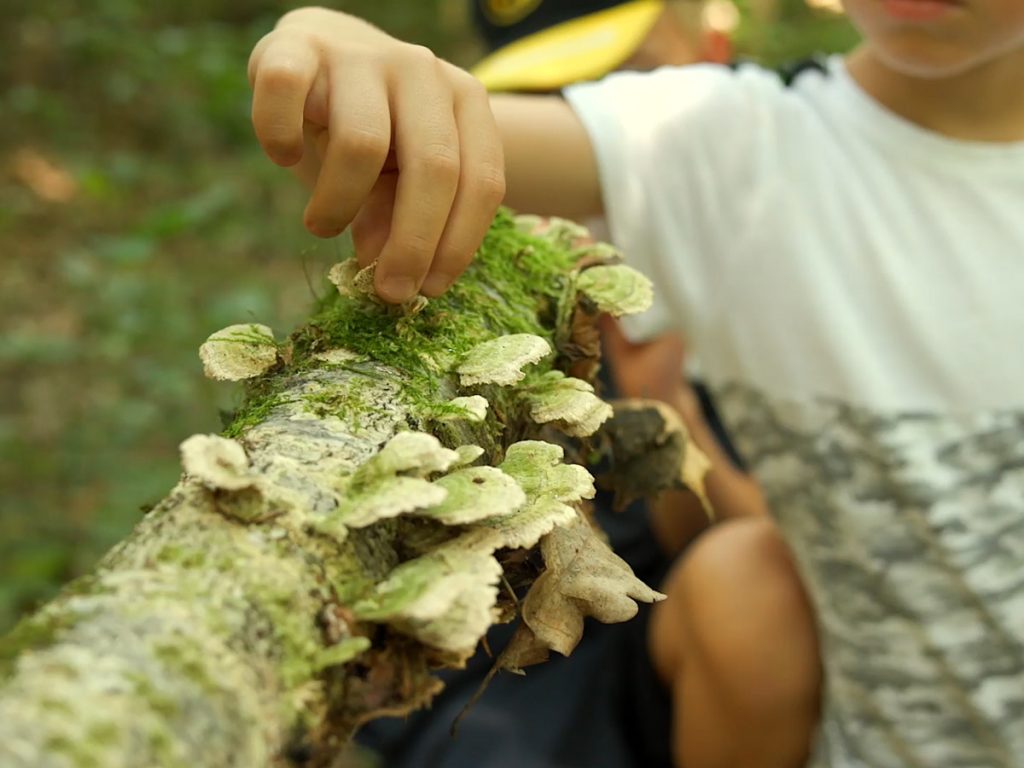 Eine Kinderhand sammelt Pilz von Ast