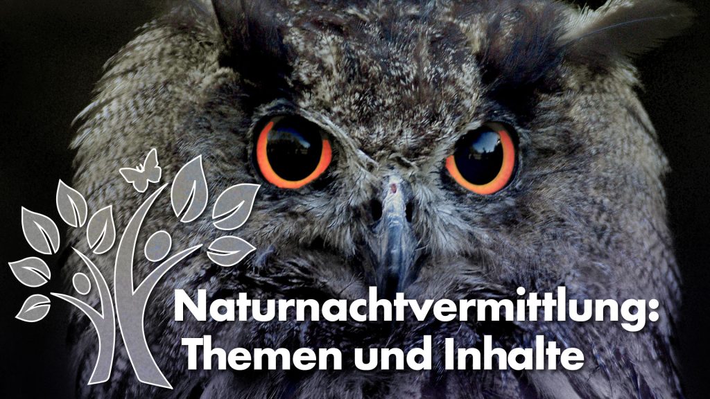 Eule mit Titel "Naturnachtvermittlung: Themen und Inhalte"