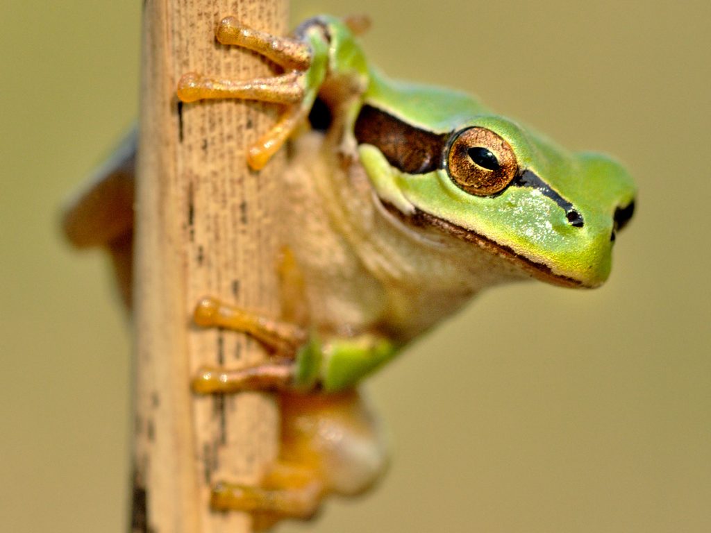 Großaufnahme eines Laubfrosches