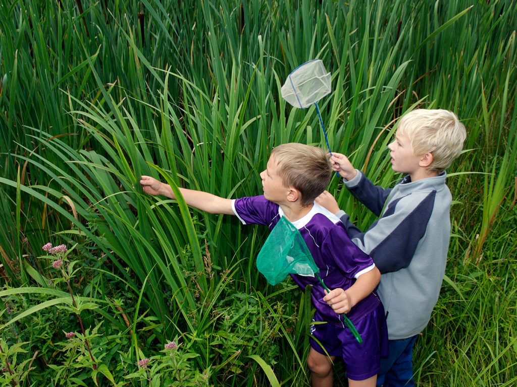 Kinder erforschen mit Keschern das Schilf.