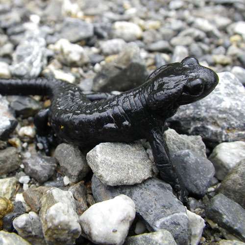 Alpensalamander auf Steinen
