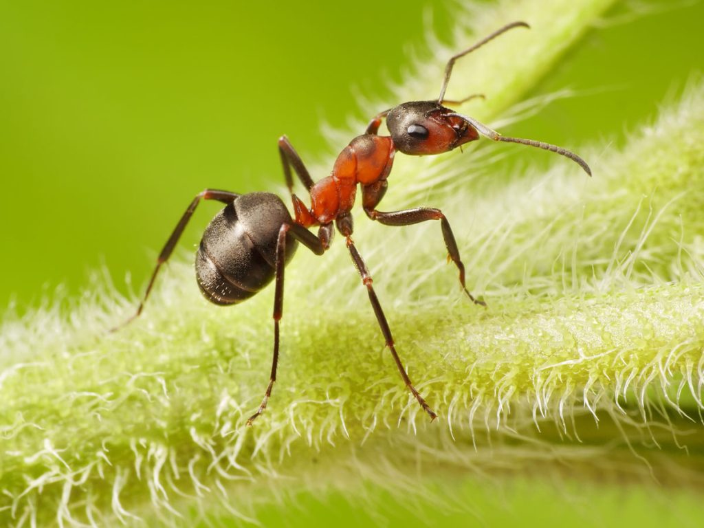 Nahaufnahme einer Ameise