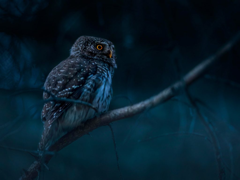 Eule in der Nacht