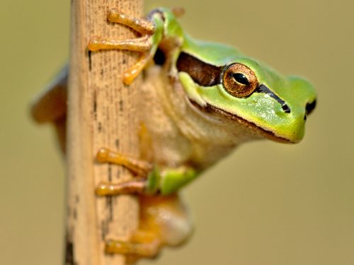 Großaufnahme eines Laubfrosches