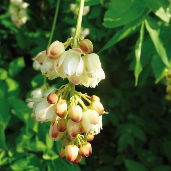 Aufblühende Pimpernuss | Foto: K. Wanninger