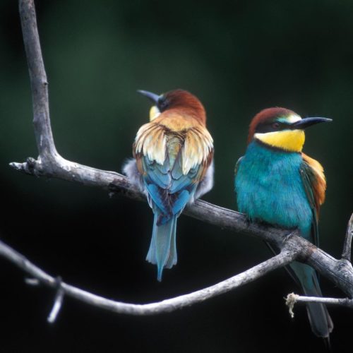 Bienenfresser | Foto: F. Kovacs