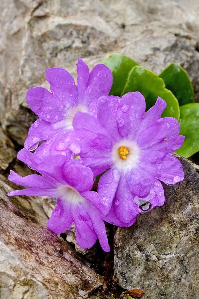 Clusius Primel | Foto: Herfried Marek