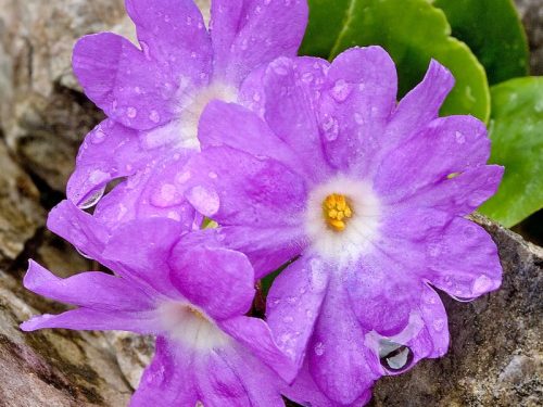 Clusius Primel | Foto: Herfried Marek