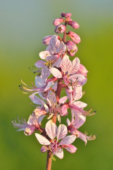 Diptam | Foto: Herfried Marek