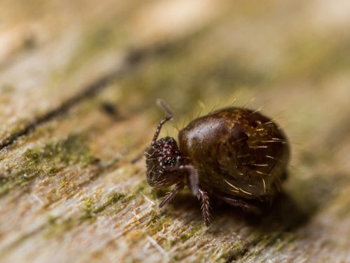 Dunkelbrauner-Kugelspringer_Mark-stock.adobe.com