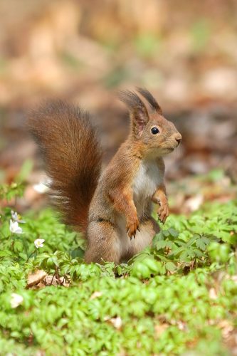 Eichhörnchen | Foto: Herfried Marek