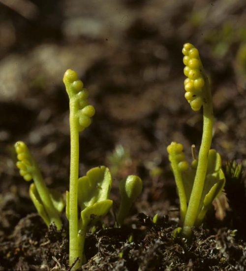 Einfache Mondraute | Foto: K. Horn