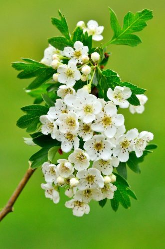 Eingriffeliger Weißdorn |
Foto: Herfried Marek