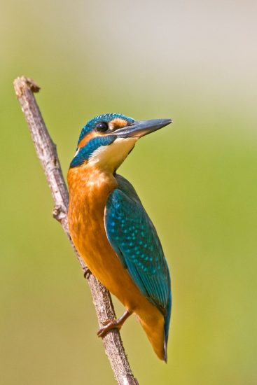 Eisvogel | Foto: Ewald Neffe