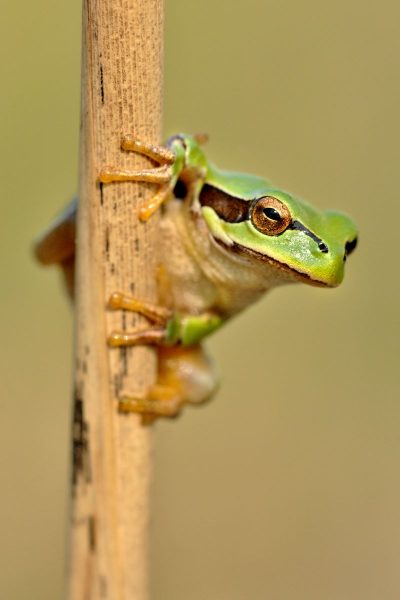 Europäischer Laubfrosch_©_Herfried_Marek_webop
