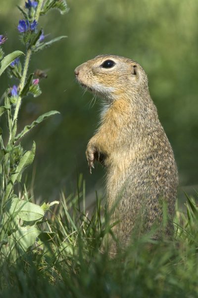 Europäisches Ziesel | Foto: Ewald Neffe