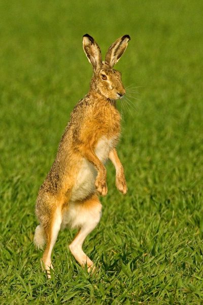 Feldhase | Foto: Herfried Marek