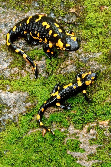 Feuersalamander | Foto: Herfried Marek