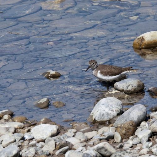 Flussuferläufer | Foto: Dieter Fürrutter