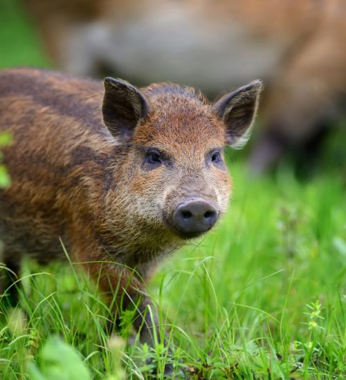 Frischling | Foto: envato/ byrdyak