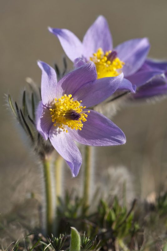 Gewöhnliche Kuhschelle | Foto: Ewald Neffe