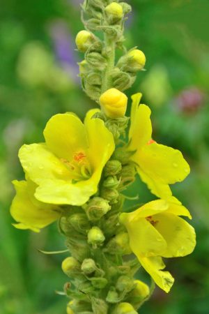 Großblütige Königskerze | Foto: Herfried Marek