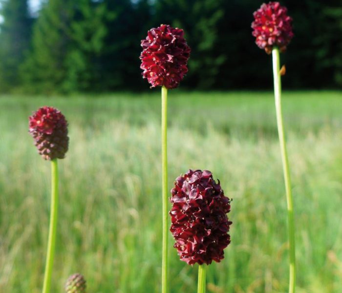 Großer Wiesenknopf | Foto: D.Wuttej
