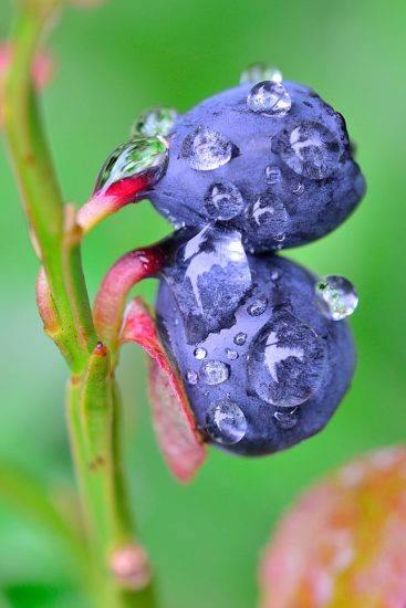 Heidelbeere | Foto: Ewald Neffe