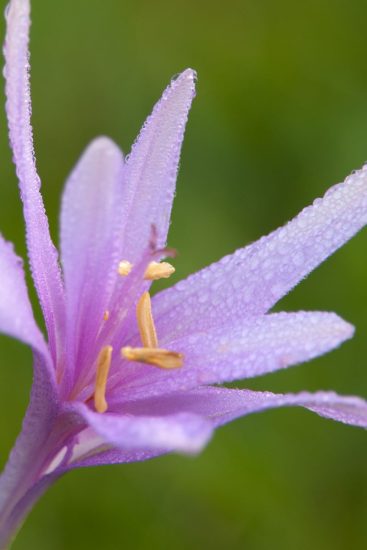 Herbstzeitlose | Foto: Ewald Neffe