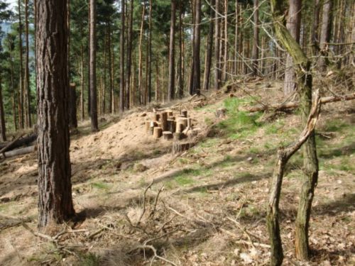 Hirschkäferwiege_Matthias-Radwan-NABU