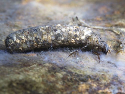 Köcherfliegenlarve_Rostislav-stock.adobe.com