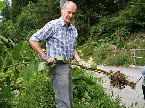 Ein Mann präsentiert ausgegrabenen Staudenknöterich