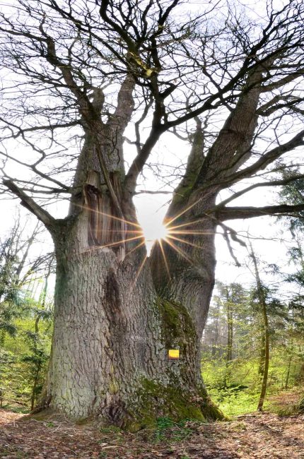 Naturdenkmal Stieleiche | Foto: Herfried Marek