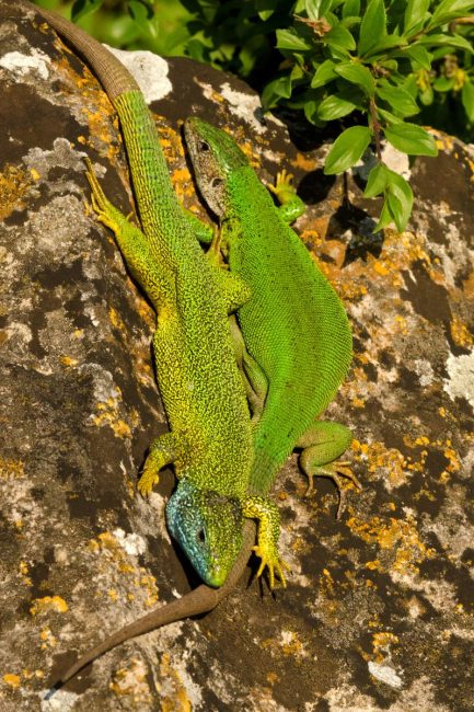 Östliche Smaragdeidechse | Foto: Herfried Marek