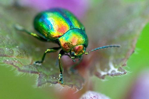 Prächtiger Blattkäfer | Foto: Herfried Marek