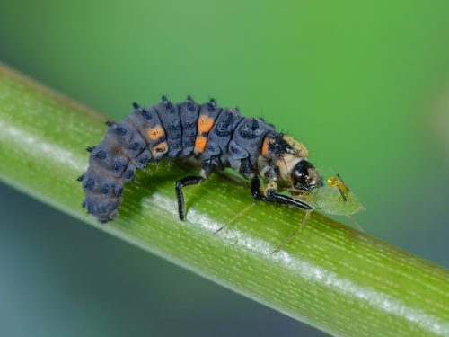 Räuber-und-Beute_Jürgen-Kottmann-stock.adobe.com