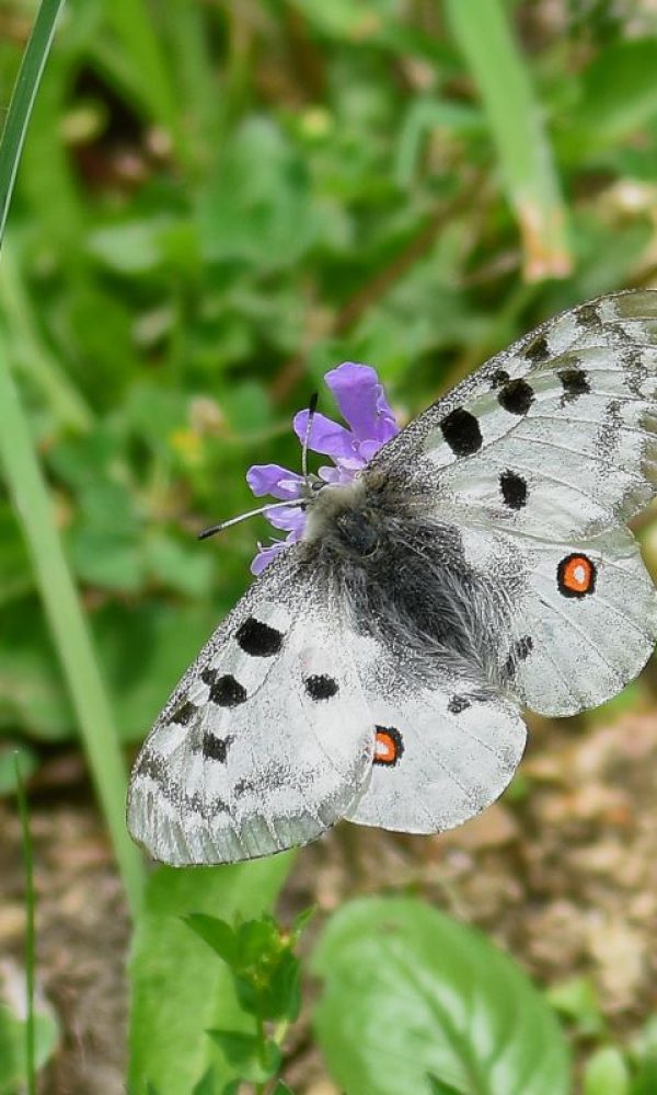 Roter Apollofalter | Foto: Rolf Eberhardt
