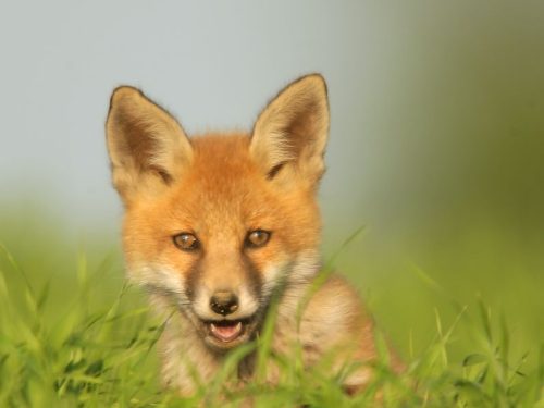 Rotfuchs | Foto: Herfried Marek