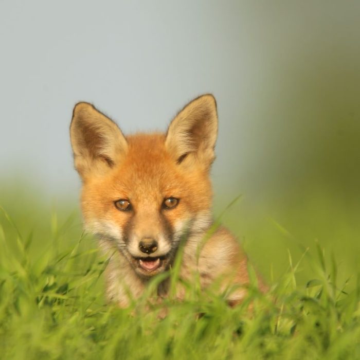 Rotfuchs | Foto: Herfried Marek