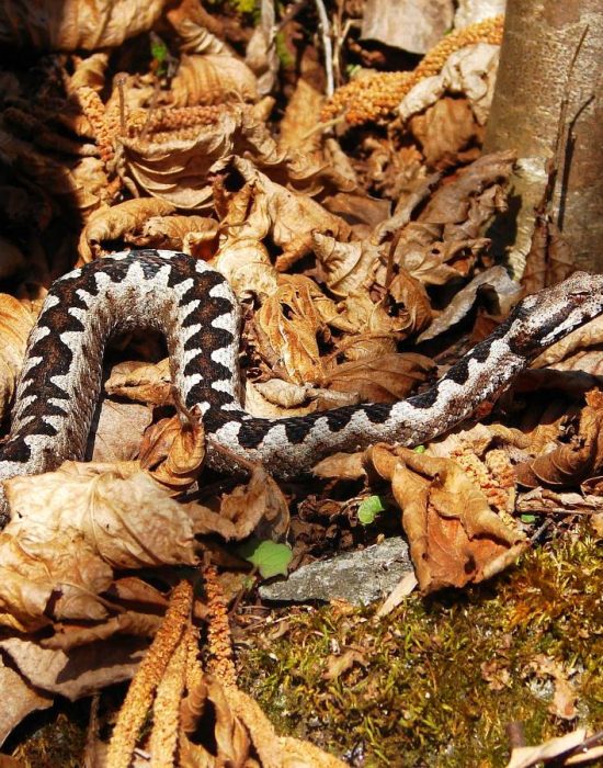 Sandviper | Foto: Robert Rulofs