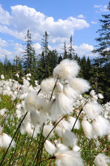 Schmalblättrige Wollgras | Foto: Herfried Marek