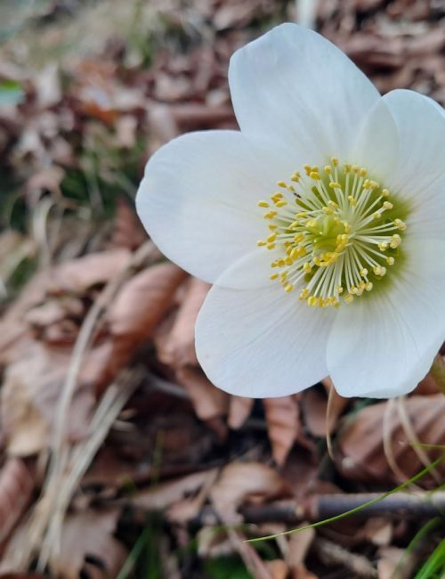 Schneerose | Foto: Bernadette Pree/Naturpark Ybbstal