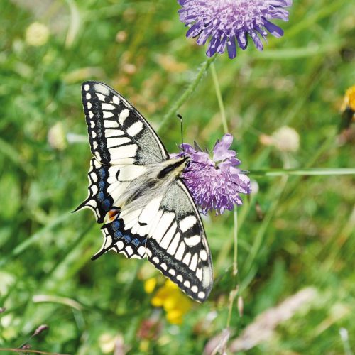 Schwalbenschwanz | Foto: Barbara Derntl