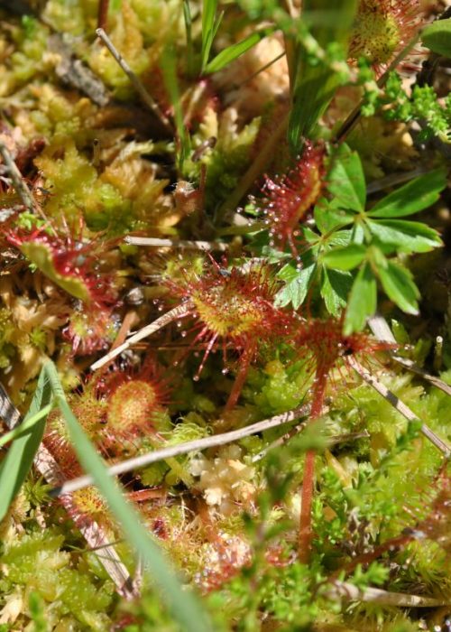 Sonnentau | Foto: Sonja Schruckmayr