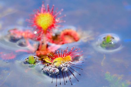 Sonnentau | Foto: Herfried Marek